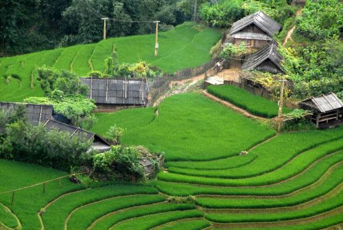 Rizièren à Sapa